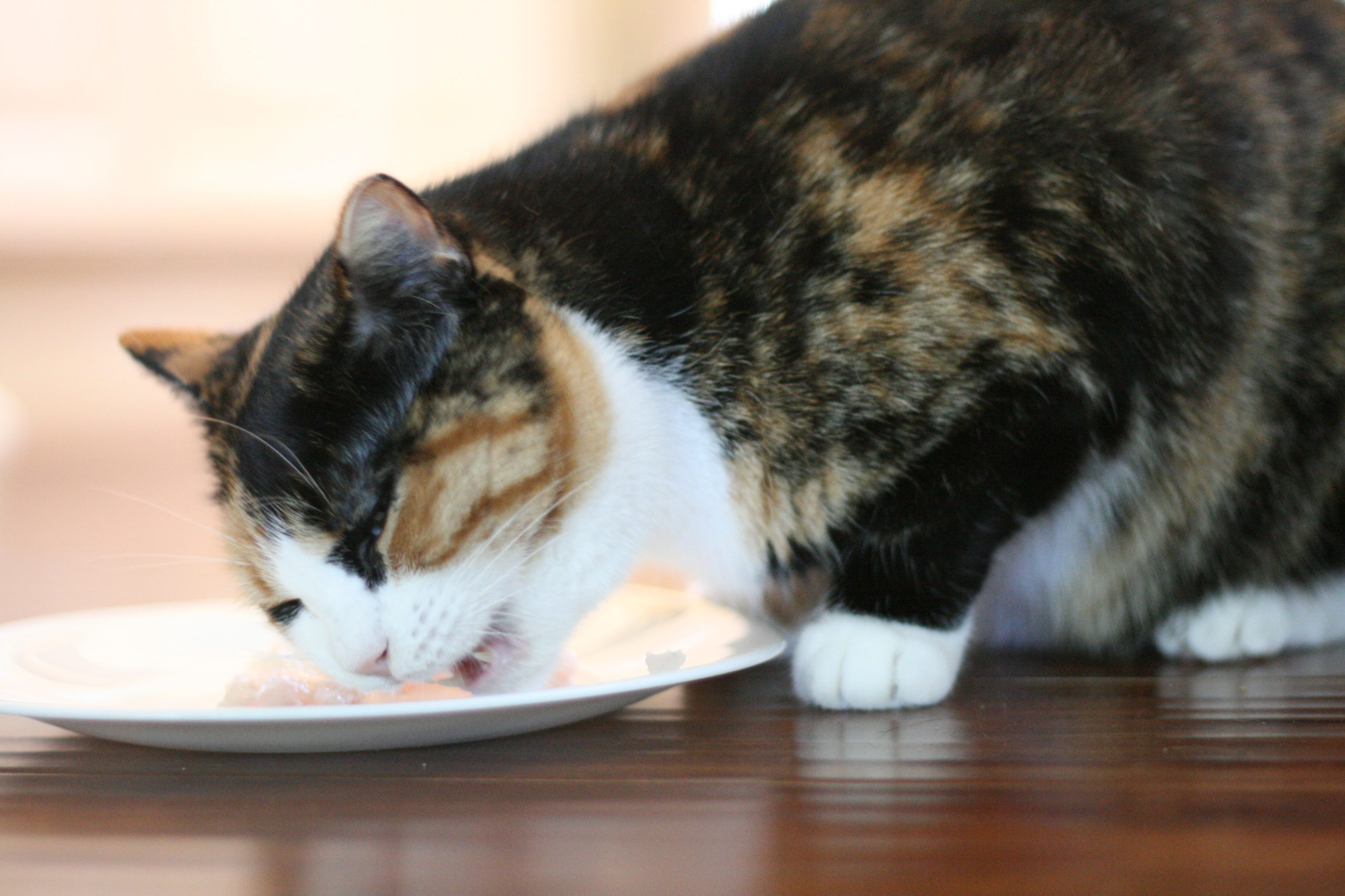 Chewing through freshly caught fluke.