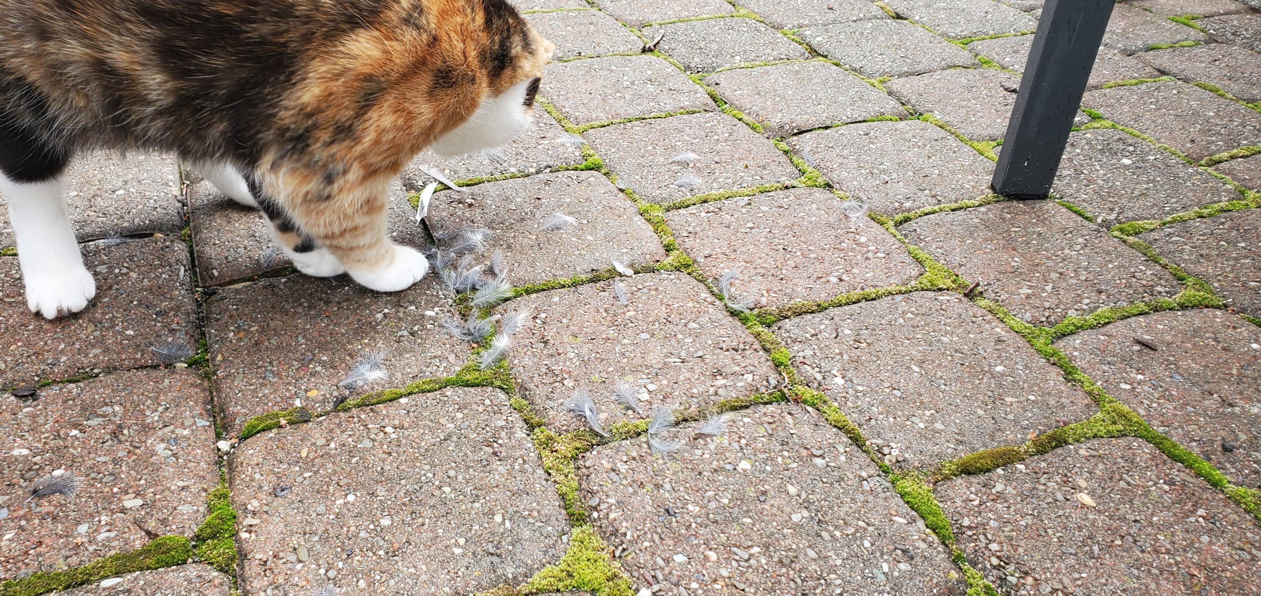 Blair came back to the scene to sniff the feathers.